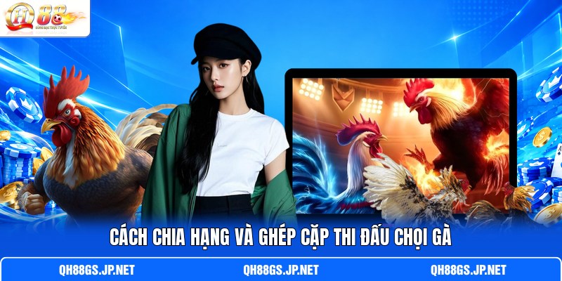 Cách chia hạng và ghép cặp thi đấu chọi gà