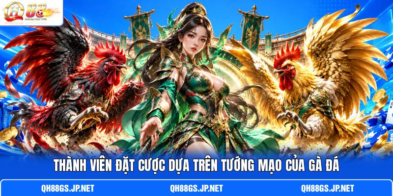 Thành viên đặt cược dựa trên tướng mạo của gà đá